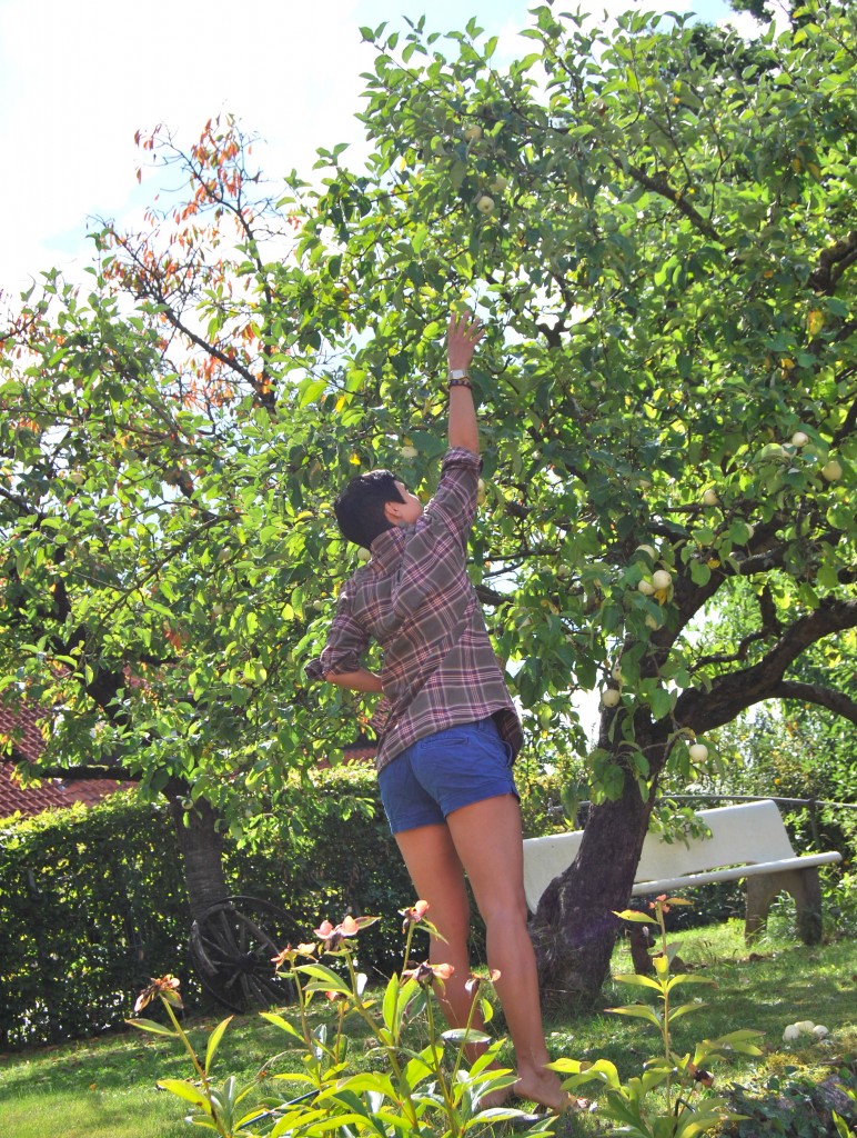 Flannel Shirt Apple Tree